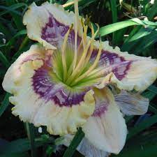 This is my first video that i have uploaded to youtube. Floyd Cove Nursery Daylilies Home Facebook
