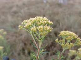 Image result for Subularia monticola