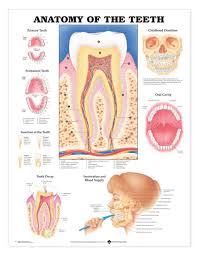 Anatomy Of The Teeth Laminated Anatomical Chart