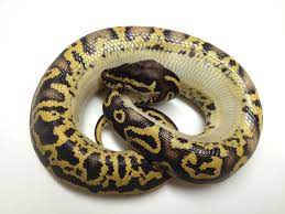 Leopard Pastel Yellow Belly Morph List World Of Ball Pythons Ball Python Morphs Pet Snake Ball Python
