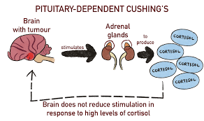 Image result for Cushing Response