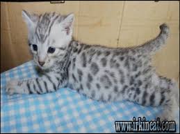 Munchkins have a moderate to high activity level. Top Bengal Cats For Sale Ny Choices Irkincat Com