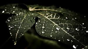 Hd Wallpaper Water Drops Leaves Nature Macro Dark Wallpaper Flare Dark wallpapers hd 4k uhd 16:9 3840x2160 sort wallpapers by: hd wallpaper water drops leaves