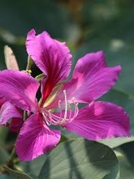 Image result for Bauhinia purpurea
