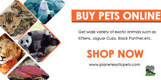 We carry stock of all major brands including arcadia, exo terra, lucky reptile, microclimate, prorep and zoo med. Onlinepets Hashtag On Twitter