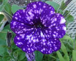 Maybe you would like to learn more about one of these? Seasonal Flower Guide For Aussie Gardeners Jimsmowing Com Au