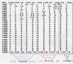 Cane Corso Growth Chart Male