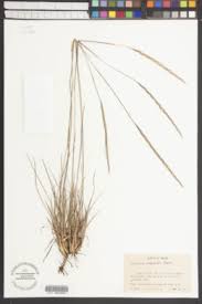 Image result for Andropogon festuciformis