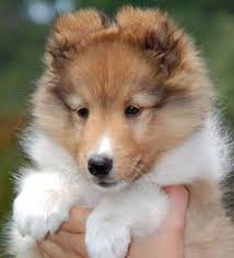 A great collection of puppies smiling to brighten your day!. Sheltie Puppies So Fluffy Sheltie Puppy Shetland Sheepdog Puppies Sheltie Dogs