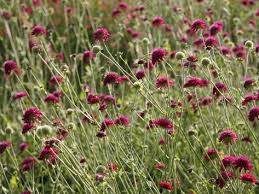 Die Besten Dauerbluher Fur Endlos Schone Staudenbeete Staudenbeet Dauerbluher Und Stauden