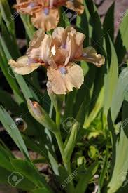 Her name is exactly the same as a roman word for a particular kind of love. Iris Is A Genus Of Species Of Flowering Plants With Showy Flowers It Takes Its Name