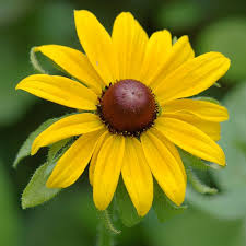 Image result for Gutenbergia leiocarpa