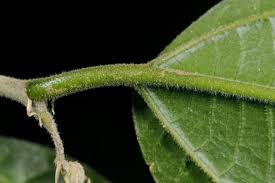 Image result for Celtis zenkeri