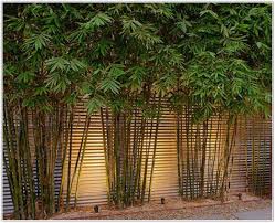 5 bamboo garden ideas worth to try. Take The Time To Know Your Soil Get It Analyzed This Will Let You Know What Is In Your Soil Courtyard Gardens Design Bamboo Landscape Small Courtyard Gardens