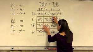 Fill it out and determine the phenotypes and proportions in the offspring. Dihybrid Cross Youtube