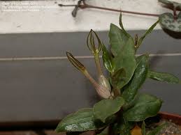 Image result for Ceropegia conrathii