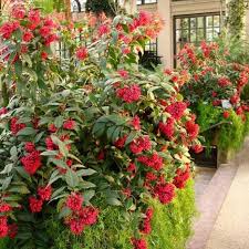 Image result for Cestrum