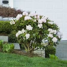 White Rhododendron Shrub Garden Shrubs Flowering Shrubs Spring Garden