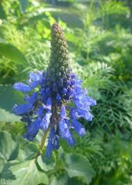 Image result for Pycnostachys coerulea