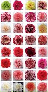 Pin On Flowers