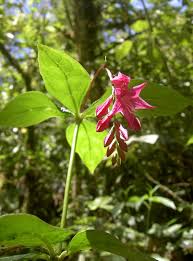 Image result for Loganiaceae