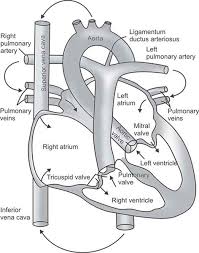 Obviously, progression of symptoms is not a good sign. Jaypeedigital Ebook Reader