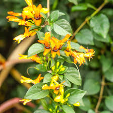 Image result for Ruttya fruticosa