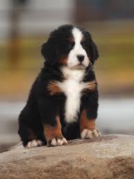 Our New Addition To The Family Bernesemountaindog Mountain Dogs Burmese Mountain Dogs Dogs
