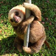 This Cute Little Pole Dancing Sloth Is Trying To Put On A Little Show Slip Him A Dollar Will You Cute Baby Sloths Cute Sloth Pictures Sloth