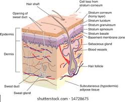 Human skin, in human anatomy, the covering, or integument, of the body's surface that both provides protection and receives sensory stimuli from the external environment.the skin consists of three layers of tissue: Cross Section Human Skin Labels Stock Illustration 14728675