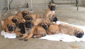 I got my english mastiff puppy fom a breeder for free cause he is only 8 pounds and our other puppy from the same litter is almost 40lbs at 11 wks the vet cant find anyting wrong but he is almost emac… read. 10 Things You Didn T Know About The English Mastiff