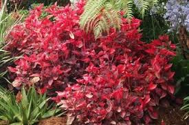 Image result for Iresine lindenii