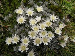 Image result for Helichrysum helvolum