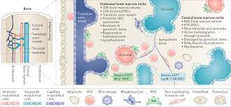 As the cancerous plasma cells fill the bone marrow, you are not able to make enough normal blood cells. Bone Marrow Niches In Haematological Malignancies Nature Reviews Cancer