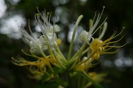 Image result for Lonicera confusa