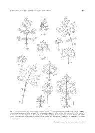 Image result for Cineraria mazoensis