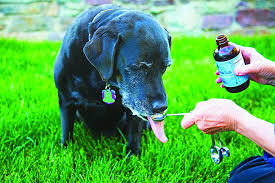 Below is a list of common natural remedies used to treat or reduce the symptoms of pancreatitis. Vitamin D For Dogs Whole Dog Journal