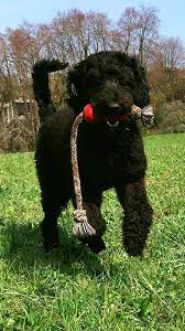 Sapendo che cosa ci differenzia dagli altri allevatori nel programma di allevamento dell'australian cobberdog, ti invitiamo, se sei interessato a comprare un australian cobberdog a contattarci. Proud To Introduce Swiss Mountain Australian Cobberdogs Facebook