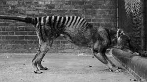 Extinction is the complete disappearance of a species from anywhere on earth. De Extinction Mammoth Prospect Or Just Woolly Bbc News