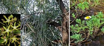 Image result for Rytigynia bridsoniae