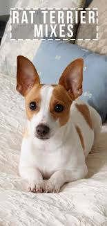 Canines are smart and inquisitive, but they are also stubborn and busy. Rat Terrier Mixes We Show You The Wide Variety