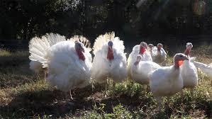 Последние твиты от goffle brook farm (@gofflebrookfarm). Want A Fresh Turkey Here S Where To Find One