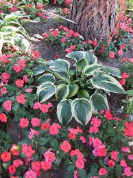 Shade Gardening Love The Variegated Plant Against The Colorful Impatiens Shade Garden Shade Garden Plants Plants