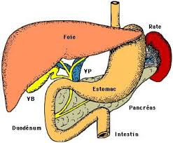 Pancreas Systeme Digestif Appareil Digestif Schemas Anatomie Medical Character Pancreas