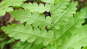 Image result for Osmundaceae