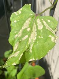 Everything's a song (to me) 3. Is This Sunburn On My Morning Glories Other Theories Gardening