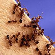 This is an effective, natural and powerful solution for fire ant pest control. Arbico Organics Controlling Ants Outdoors