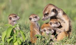 Everybody loves animals, keeping them as pets, seeing them at the zoo or visiting a farm… Humans Aren T The Only Ones That Help Out Their Adult Kids Here S Why Animals Do It Too