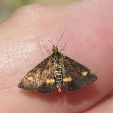 Image result for Pyrausta aurata