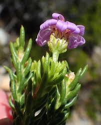 Image result for Felicia clavipilosa